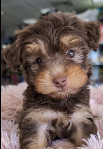 Discover the Adorable YorkiePoo Puppies✨🤎