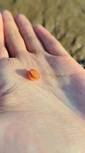 18K views · 503 reactions | Took a stroll along the beach in Sanya today. Discovered this adorable mini-shell resting in my palm. The seaside here is full of such sweet surprises!  #Sanya #SeasideTreasure | Go Sanya | Facebook