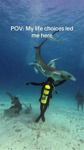 Love that this is a random Tuesday view. We worked hard to make this life possible and I will never take it for granted. Bimini Brandon feeding Rhea for Bimini Scuba Center #hammerheadshark #sharkdiving #sharks