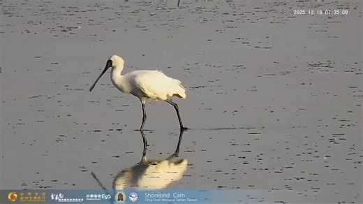 黑琵緩步於棲地，身影倒映在靜靜的水面。那不只是風景，更是一個溫柔的提醒—棲地，值得我們細細珍惜。 The Black-faced Spoonbill strolls through the habitat, its reflection mirrored on the calm water.It is more than a beautiful scene—it is a gentle reminder to cherish and protect our habitats. #http://www.youtube.com/channel/UCPj-5Q1uep2A-t5Ret2g0FQ/live #BFSA #水鳥直播(Shorebird Cam) #黑面琵鷺(Black-faced Spoonbill) #中華電信臺南營運處(Tainan Branch of Chunghwa Telecom Co.,Ltd.) #財政部國有財產署(National Property Administration, Ministry of Finance) #合作金庫銀行(Taiwan Cooper