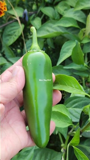 Harvesting jalapeño pepper #harvesting #jalapeño