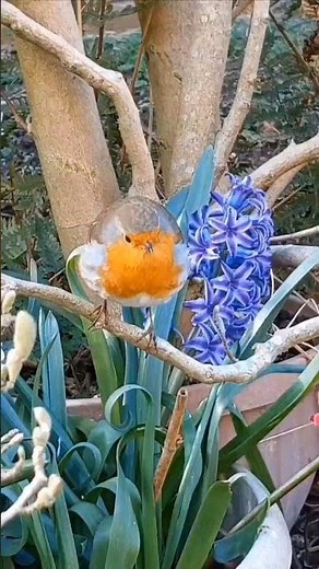 My Little Garden Robin -- Relaxing in the Magnolia Stellata Shrub, his Home since September 2025