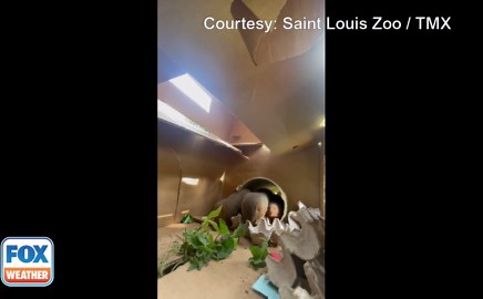 Mongooses eat some snacks at the St. Louis Zoo