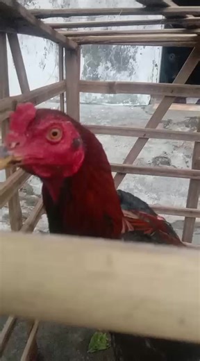 full minus... | Peternak Untul