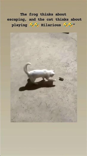 Cat vs Frog: The Funniest Playtime Ever! 🤣🤣 #funny #animals