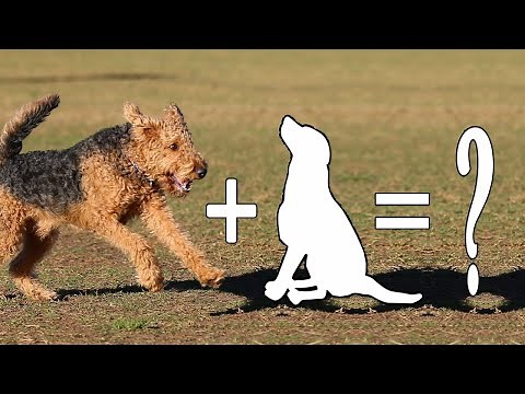 7 Airedale Terrier Mix Breed Dogs - Adorable Airedale Terrier Cross Dogs