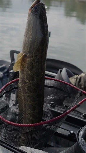 Trophy snakehead 3.5 kg from a kayak | Light spinning rod 3-12 g #fishing #lakefishing