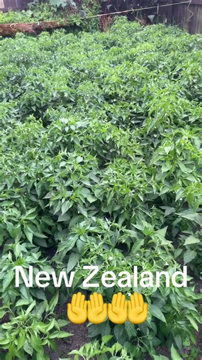 Explore Stunning Nature in New Zealand