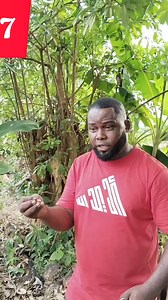 Join the "Plantain Farming" Revolution Sweeping across Africa Now! (R7) You will understanding this properly after watching this video. Whatsapp us on 2348112100898 Special announcement! Pls Note: From 1st Of June 2025 the price of plantain Suckers become 350 Naira (none treated suckers) | Omoruyi Ephraim Omorodion