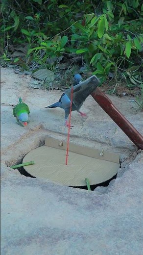 amazing diy bird trap using cardboard box - Pigeon Trap Design