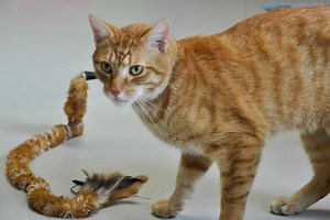 Pet-per-view: Watch and play with your cat from work with this smart system