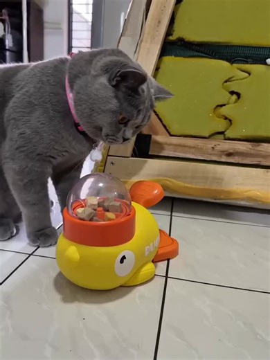 I could watch my cat play with this toy all day.” 🐱 我能看它玩一整天🤗 #cats #newtoys #cattoys #猫咪日常 #cutecat