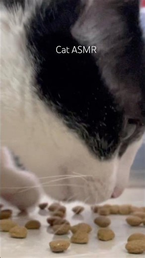 Cat eating cat food ASMR #asmr #cat