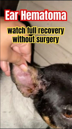 Ear Hematoma in dog full recovery without surgery