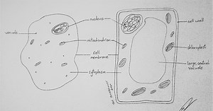 CXC RULES FOR BIOLOGICAL DRAWINGS - CSEC LEVEL