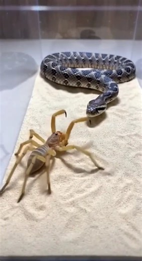 When the stealthy spider meets the slithering snake inside a confined box, instincts explode! 🕷⚔🐍 Watch as venom, speed, and strategy collide in this intense real-time survival battle. Who will outsmart and outstrike the other? The hunter becomes the hunted in seconds! ⏳🔥 #SpiderVsSnake #WildlifeFight #AnimalShowdown #PredatorBattle #VenomVsVenom #SurvivalFight #NatureConflict #WildEncounters #SnakeAttack #SpiderAttack | SpiderVerse Wild