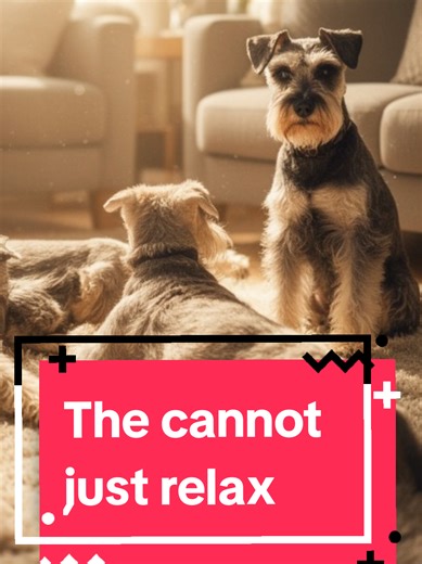 Understanding Miniature Schnauzer Alertness