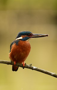 It's changeover time at the kingfisher nest. Moments after mum leaves, dad comes in with dinner. #kingfisher #bird #robertefuller #discoverwildlife | Robert E Fuller