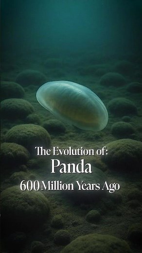 The Evolution of Panda#panda #biology #nature #history #evolution