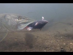Pike Devours RAT!