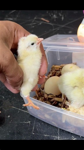Wonderful Hatching in Mini Bowl