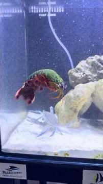 Underwater Knockout! Mantis Shrimp Wins Again!