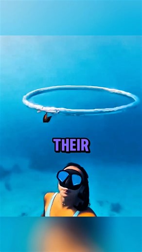 Dolphins vs Diver: Who Makes the Best Bubble Ring? 🐬🌊