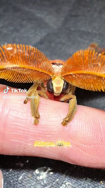 Discover the Fascinating Male and Female Atlas Moths