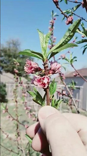 Nectarine Fruiting and Leafing