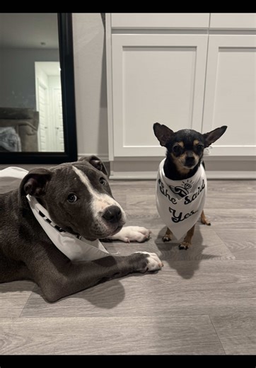 Heartwarming Proposal Moments with Pets