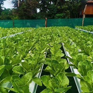 [Hot Item] Hydroponics Nft Channel System Vertical Farming Technology Manufacturer