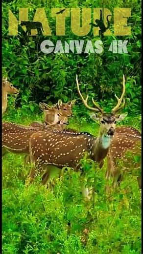 "Deer Sound That'll Shock You! 🦌🔊 #Shorts #Viral #Trending Deer Calls Gone Wild"