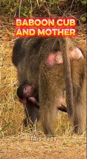 baboon baby and mother, cute baboon baby #animal #wildlife