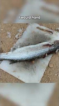 There's not much in the ocean that won't eat this! Filleting MULLET for Bait