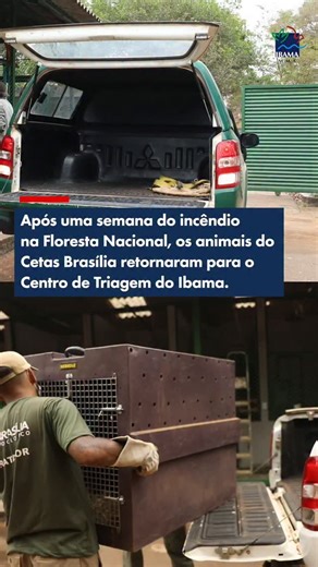 Ibama on Instagram: "Animais retornam ao Cetas de Brasília após incêndio nas proximidades. O Centro de Triagem de Animais Silvestres (Cetas) de Brasília, do Ibama, começou a receber de volta animais que estavam em reabilitação e haviam sido transferidos para o Zoológico de Brasília por causa de um incêndio próximo ao centro. Nenhum animal se feriu, graças ao aceiro de seis metros realizado por brigadistas do Prevfogo/Ibama e voluntários. Já retornaram ao Cetas dois tamanduás, três macacos-pregos