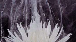 Living white chrysanthemum flower in streams of water-soluble paint.
