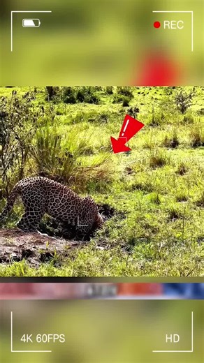 Videos de Animal Planet (@animalplanet431) con “sonido original - Animal Planet”