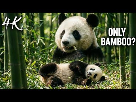 Why Pandas Only Eat Bamboo | Nature’s Strangest Diet