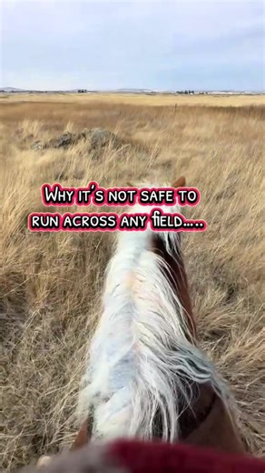 Essential Horseback Riding Tips for Beginners