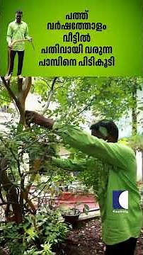 പത്ത് വർഷത്തോളം വീട്ടിൽ പതിവായി വരുന്ന പാമ്പിനെ പിടികൂടി #snake #vavasuresh