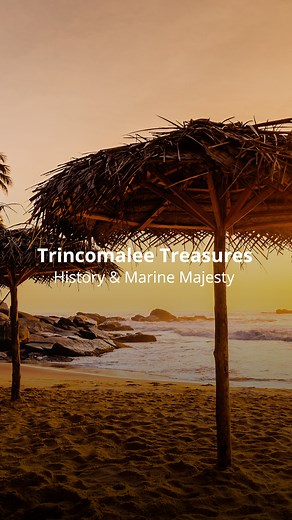 Journey through time and tide in Trincomalee! From ancient forts to vibrant coral gardens, every corner holds a story waiting to be discovered. #ceylonroots #trincomalee #visitsrilanka #easterncoast #thingstodo #treasures #coralreefs #diving #whalewatching | Ceylon Roots - Trails of Tranquility