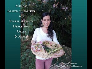 MIMOSA (Albizia julibrissin) How to use it for STESS, ANXIETY & More!