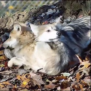 146K views · 41K reactions | We can all use some extra love - especially wolves 殺 | Wolf Conservation Center | Facebook