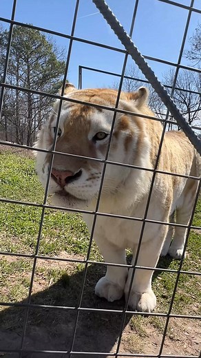 WOW! What HUGE PAWS you have!! Afternoon Chuffs for the Handsome Tigger Tiger. Tigger used to share a habitat with Floyd, however they stopped enjoying each other's company so Tigger was moved to a separate habitat. Karma Liger seems to really enjoy spying on Tigger. #tigger #tiger #tigers #bigcats #wow #huge #paws #Pawsome #PawsomeMoments #reels #reelit #reelitfeelit #reelsviral #animalvideo #shorts #shortvideo #catvideo #TCWR #TurpentineCreek #GFAS #GlobalFederationAnimalSanctuaries #RescueToR