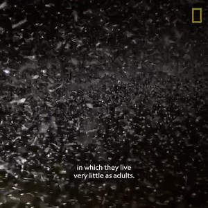 26 reactions | Entomologist Isaí Madriz is researching biodiversity in the remote areas of Patagonia with a focus on freshwater aquatic insects. As a Fulbright National Geographic Digital Storytelling Fellow, he is working to tell the story of their often overlooked role in the ecosystem. Learn more about how he’s documenting the lifecycle and impact of mayflies. | National Geographic Society | Facebook