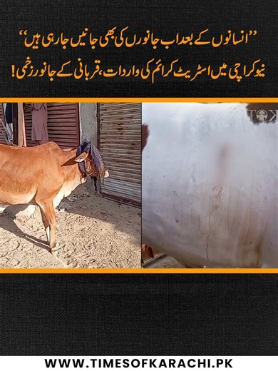 A street crime incident has left sacrificial animals injured in New Karachi area. #TOKReports #Karachi #StreetCrime