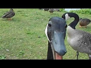 HISSING GOOSE