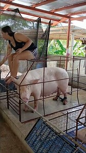 Big Pigs, Big Dreams | Farm Life Story #PigFarm #FarmLife #Pig