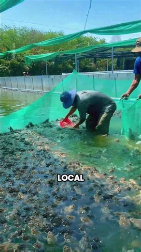 Inside the Modern Frog Farming Industry in China & Vietnam
