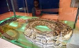 Excitement as the Giant Snake, Omieri, makes return to Nyanza - Newsblaze.co.ke
